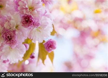 Pink cherry blossoms in spring orchard. Pink cherry blossom flowers on flowering tree branch blooming in spring orchard with copy space