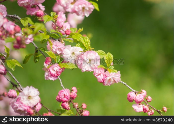 pink cherry blossoms in spring park. sakura tree.