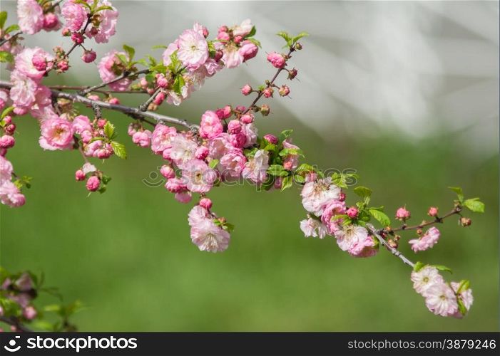 pink cherry blossoms in spring park. sakura tree.