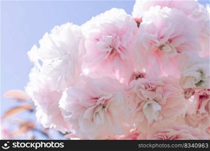 Pink cherry blossoms or prunus serrulata with a blurred background. A beautiful illustration of spring and flowering.. Pink cherry blossoms on a branch with a blurred background.