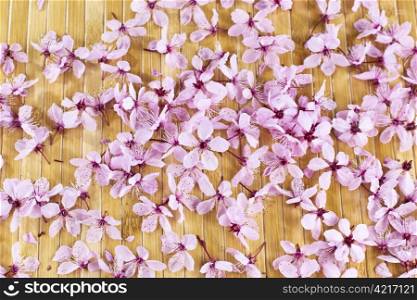 Pink cherry blosssoms on natural bamboo wood background