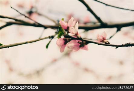 Pink cherry flowers on the twigs and copyspace