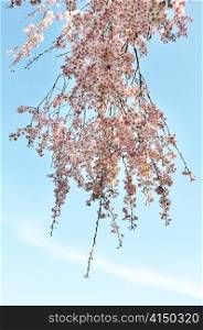 pink cherry tree flowers against a blue sky