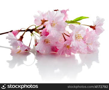 pink cherry tree flowers on white background