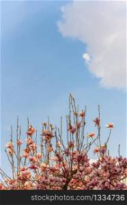 Pink Chinese magnolia flower tree