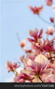 Pink Chinese magnolia flower tree