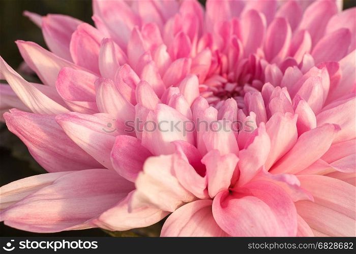 Pink Chrysanthemum flower in garden.