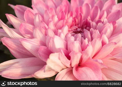 Pink Chrysanthemum flower in garden.