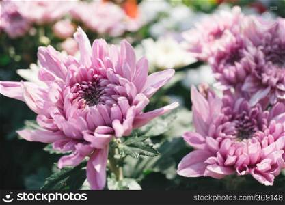 Pink chrysanthemum  flower in the garden with blur background