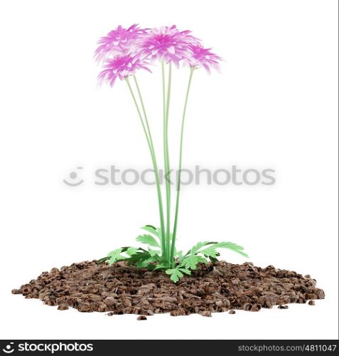 pink chrysanthemum flower isolated on white background. 3d illustration