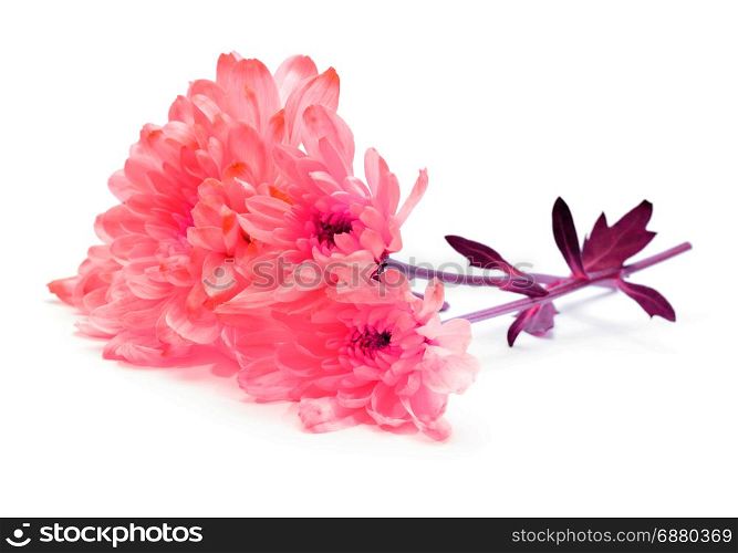 pink chrysanthemum flower on white