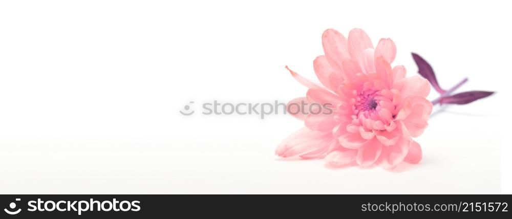 Pink chrysanthemum flower on white. Horizontal nature background.