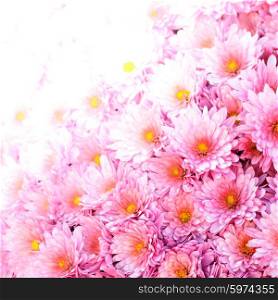 Pink chrysanthemum flowers close up on the bush. Pink chrysanthemum