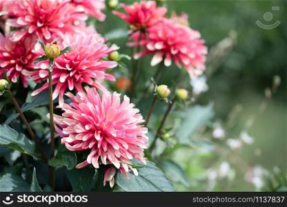 Pink chrysanthemum flowers close up photo in the public garden. Pink red chrysanthemum flowers close up photo