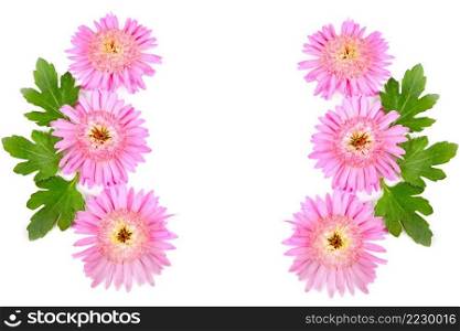 Pink chrysanthemum flowers isolated on white background. Beautiful frame with place for text.