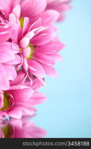 pink chrysanthemum macro close up