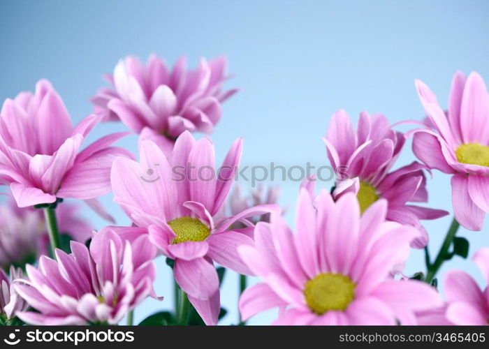 pink chrysanthemum macro close up