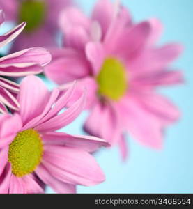 pink chrysanthemum macro close up