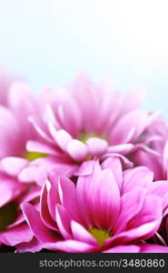 pink chrysanthemum macro close up