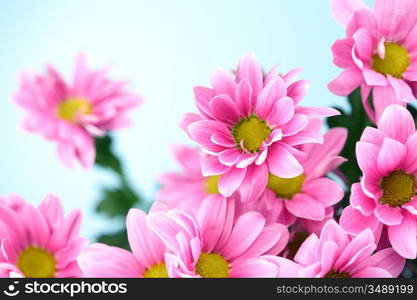 pink chrysanthemum macro close up