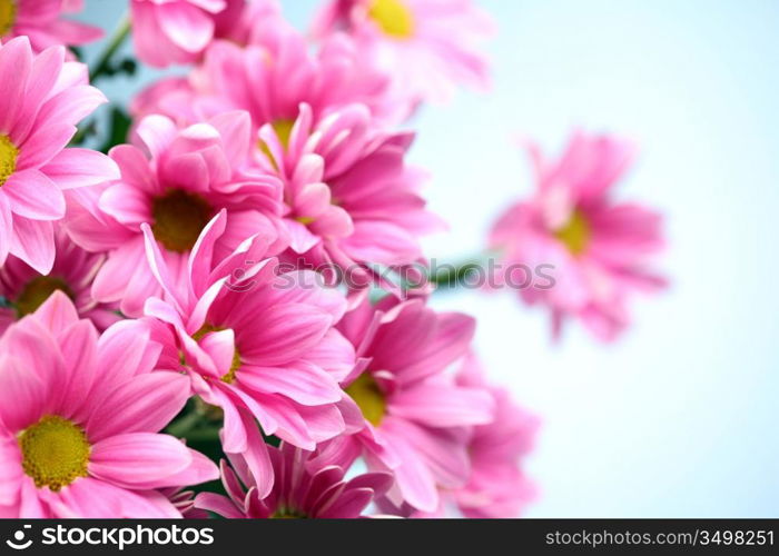 pink chrysanthemum macro close up