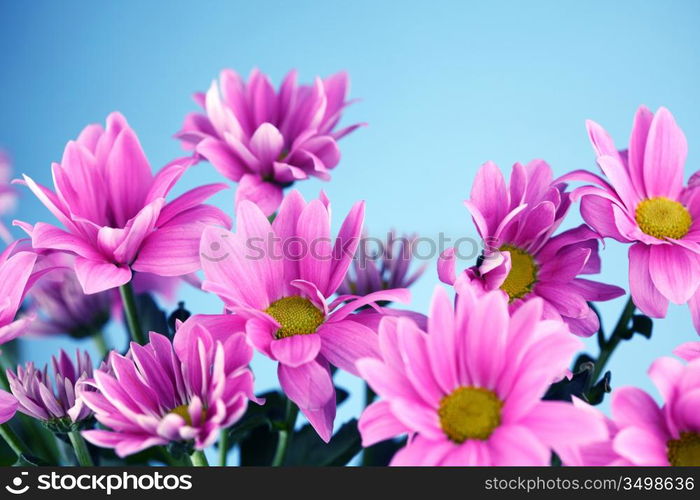 pink chrysanthemum macro close up