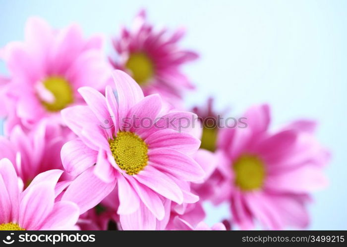 pink chrysanthemum macro close up