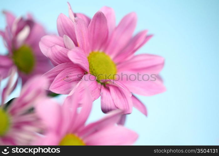 pink chrysanthemum macro close up