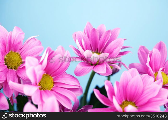 pink chrysanthemum macro close up