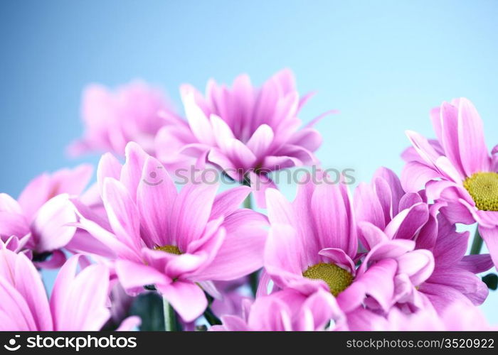 pink chrysanthemum macro close up