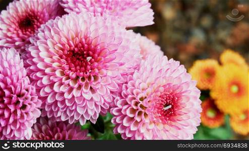 Pink chrysanthemums . Pink chrysanthemums in a autumn garden closeup
