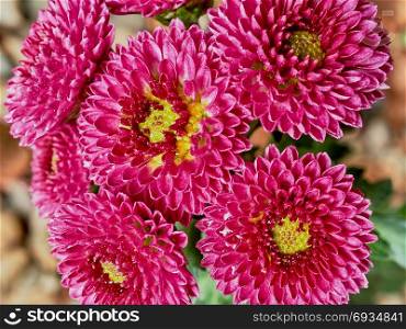 Pink chrysanthemums . Pink chrysanthemums in a autumn garden closeup