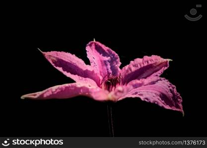 Pink Clematis Flower against a Dark Background