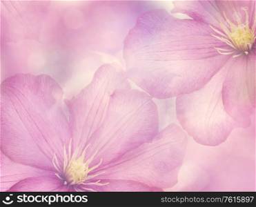 Pink Clematis flowers close up for background