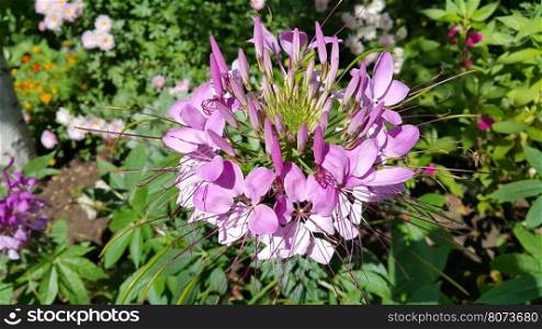 Pink Cleome or spider flower in the garden