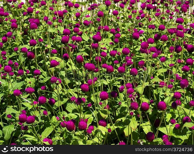 Pink clover flower bed lot in the sunlight. Rhodes island, Greece.