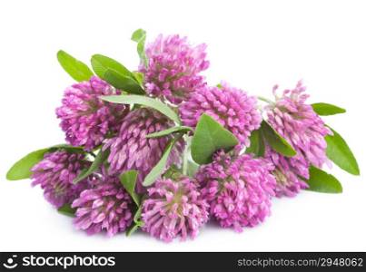 pink clover flower isolated