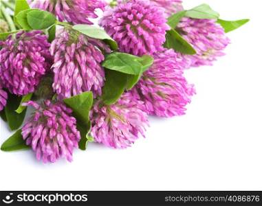 pink clover flower isolated