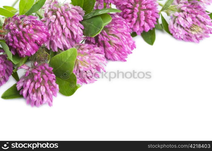 pink clover flower isolated