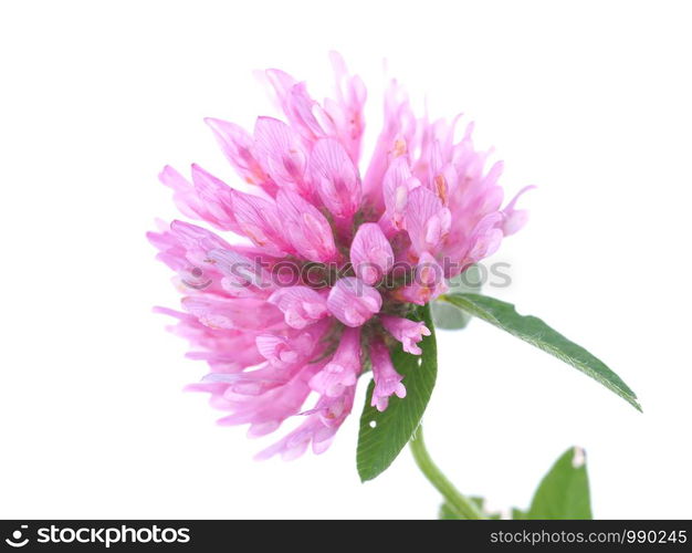 pink clover flower on a white background