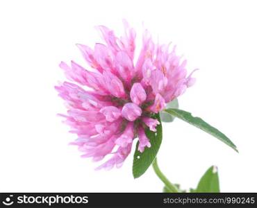 pink clover flower on a white background