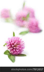 pink clover flowers isolated