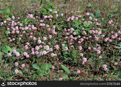 Pink clover flowers on the field