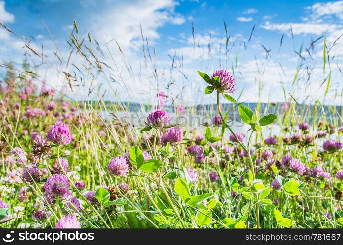 Pink clovers on a bright green and blue sky background. Clovers on a bright green and blue sky background