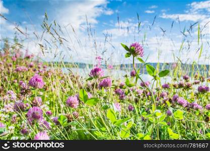 Pink clovers on a bright green and blue sky background. Clovers on a bright green and blue sky background