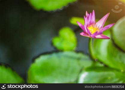 Pink color fresh lotus blossom or Purple water lily flower blooming on pond background