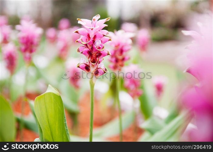 Pink color Siam tulip flower, Summer tulip, Curcuma alismatifolia with its green leaves