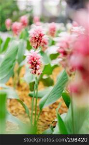 Pink color Siam tulip flower, Summer tulip, Curcuma alismatifolia with its green leaves