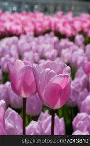Pink color tulip flowers bloom in the garden
