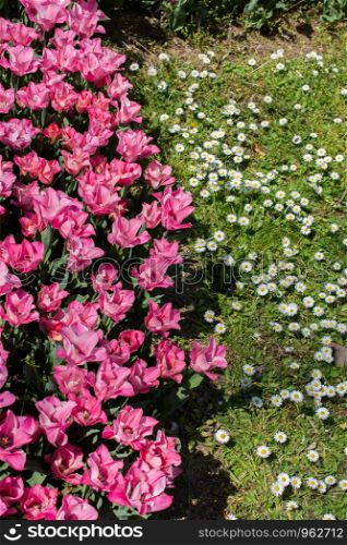 Pink color tulip flowers bloom in the garden